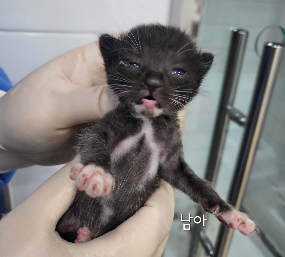 한국 고양이 이미지 파일 입니다.